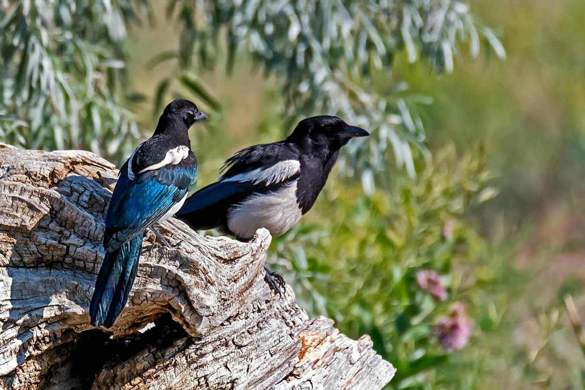 The Magpies of&nbsp;Saskatoon